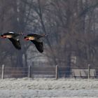 Synchronflug der Nilgänse