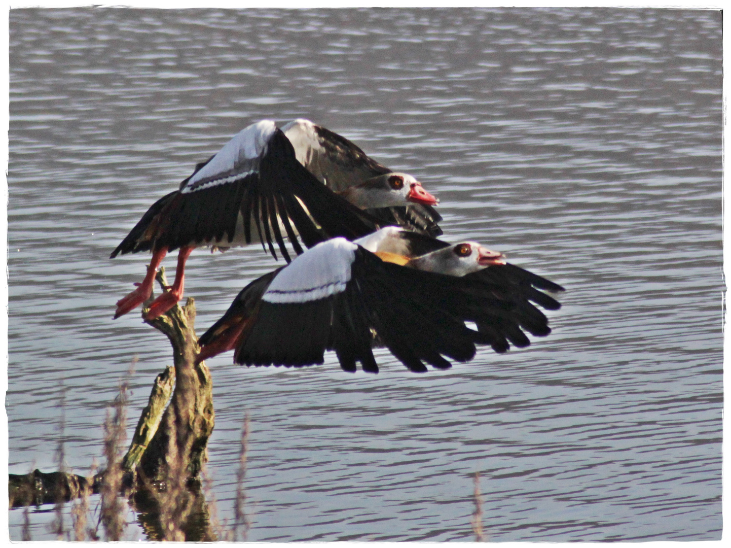 Synchronflug der Nilgänse