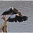 Synchronflug der Nilgänse