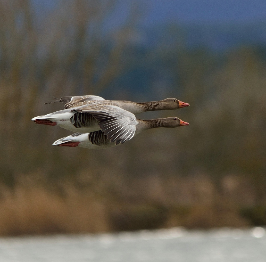 Synchronflug