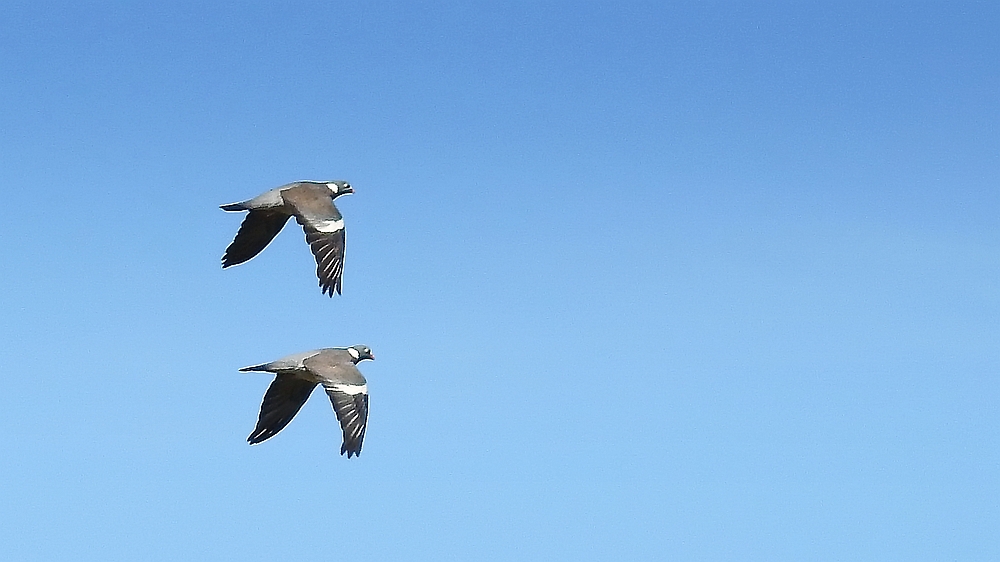 Synchronflug