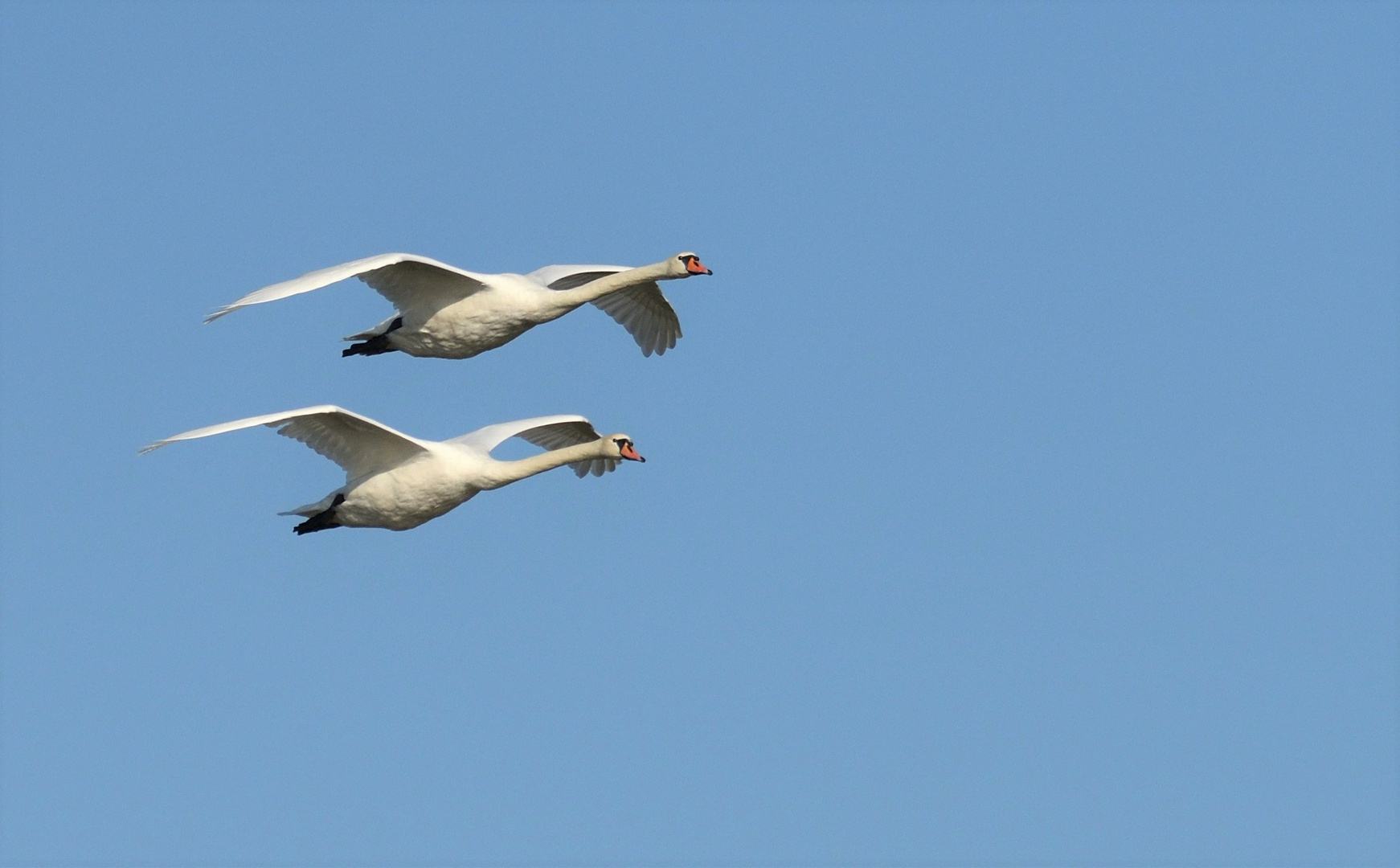 Synchronflug