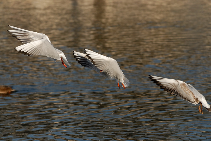 Synchronflug