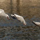 Synchronflug