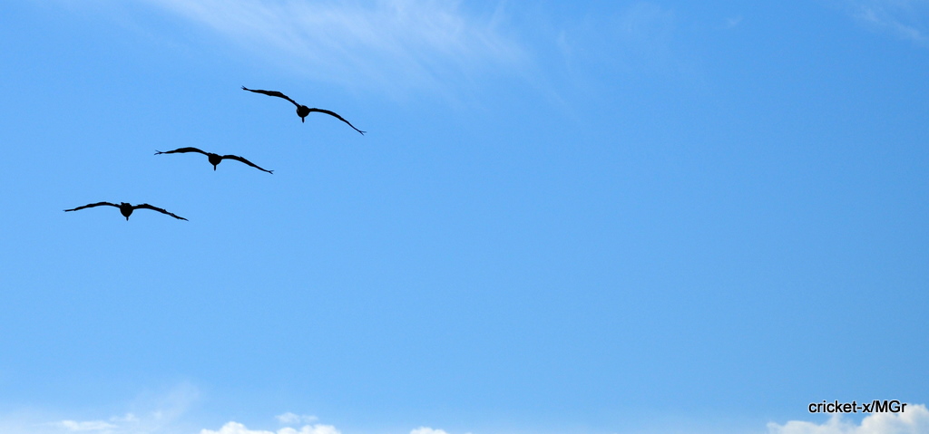 Synchronflug Pelikane