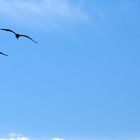 Synchronflug Pelikane