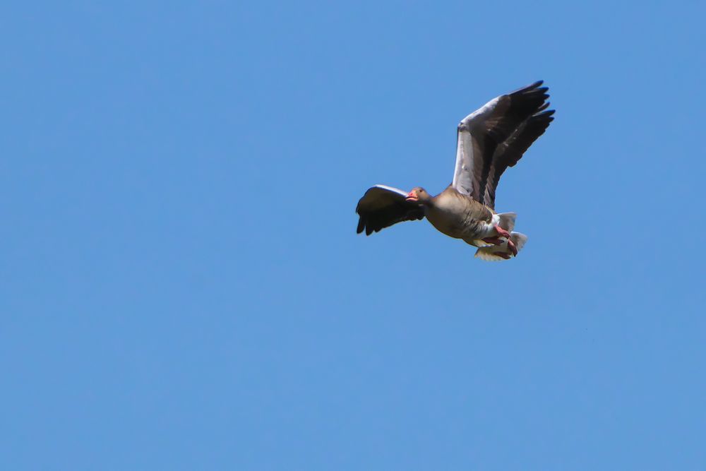 -Synchronflug zweier Graugänse