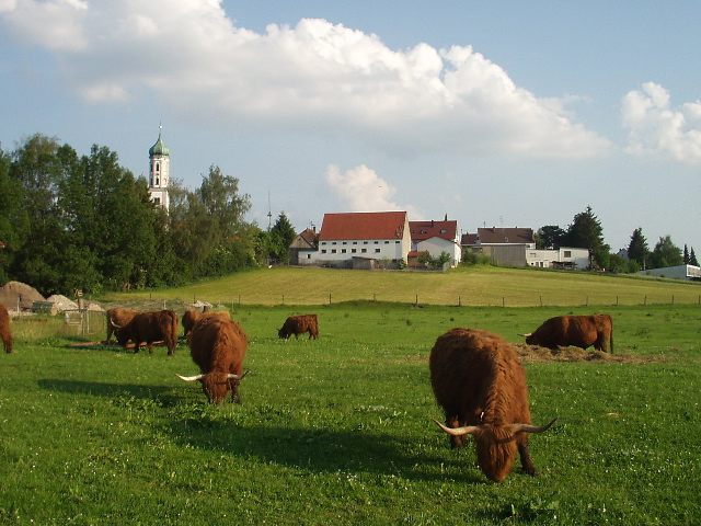 Synchronfressen