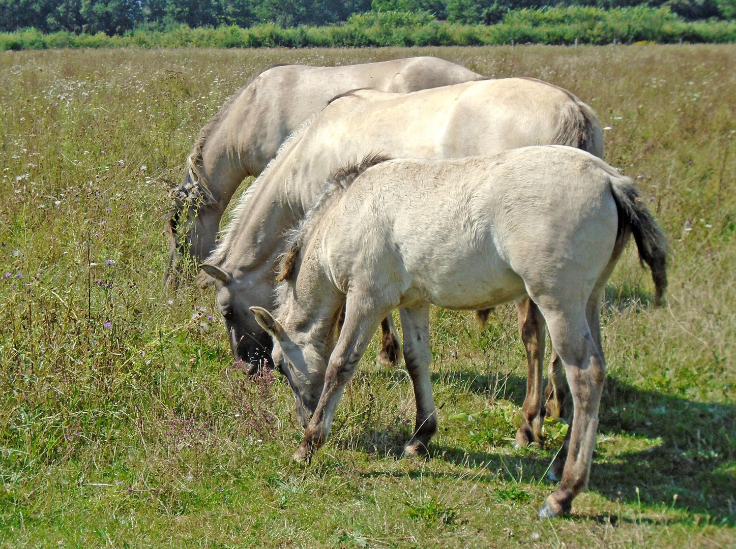 Synchronfressen