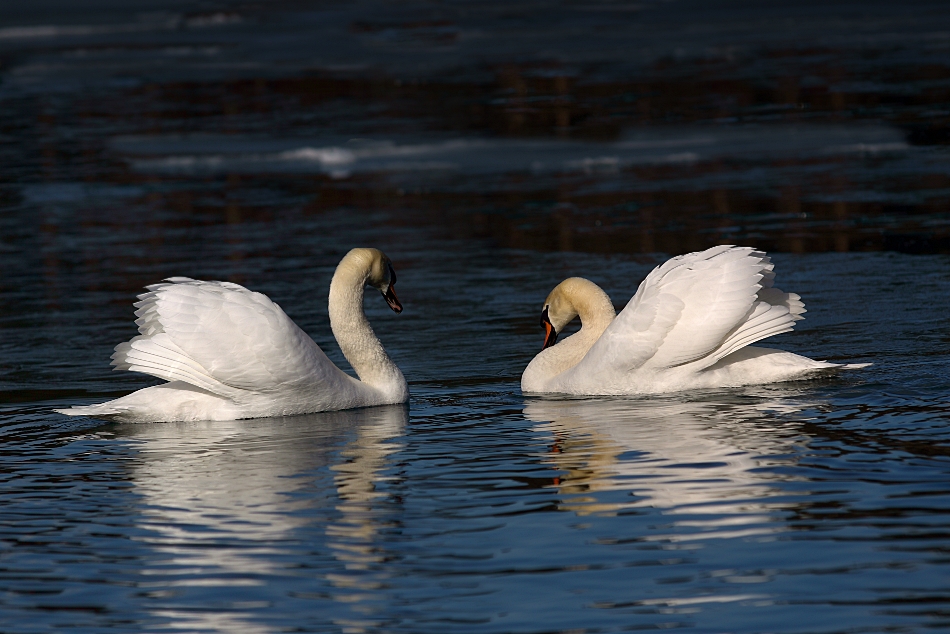 Synchrongleiten