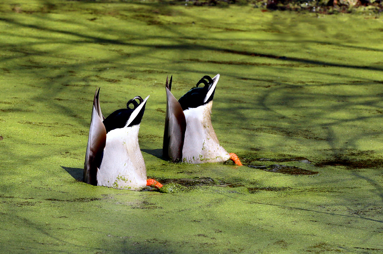 Synchronised Swimming.