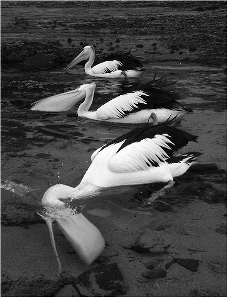 Synchronized swimming...