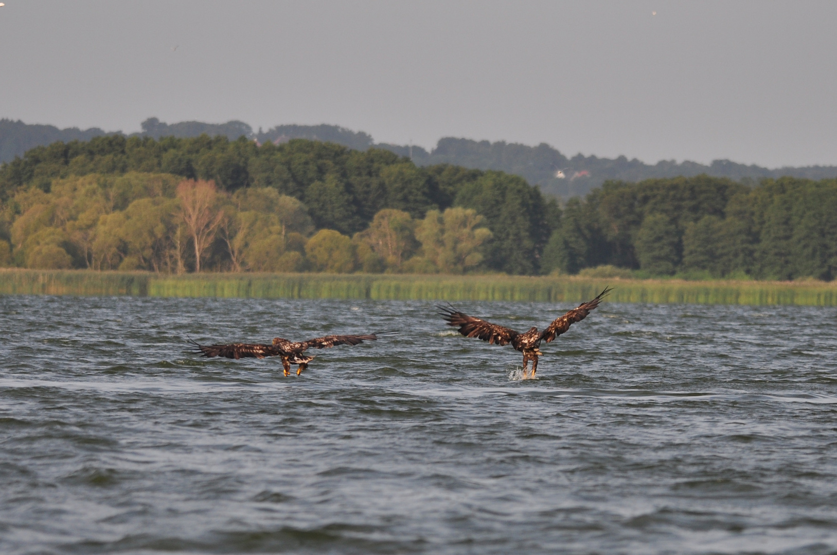 Synchronjagen