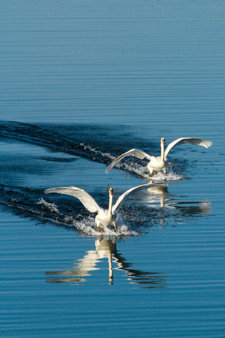 Synchronlandung