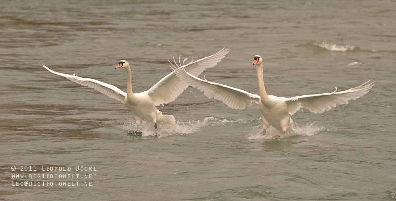 Synchronlandung