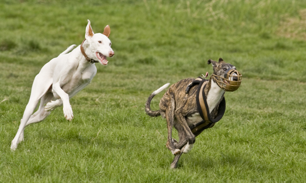 Synchronlauf