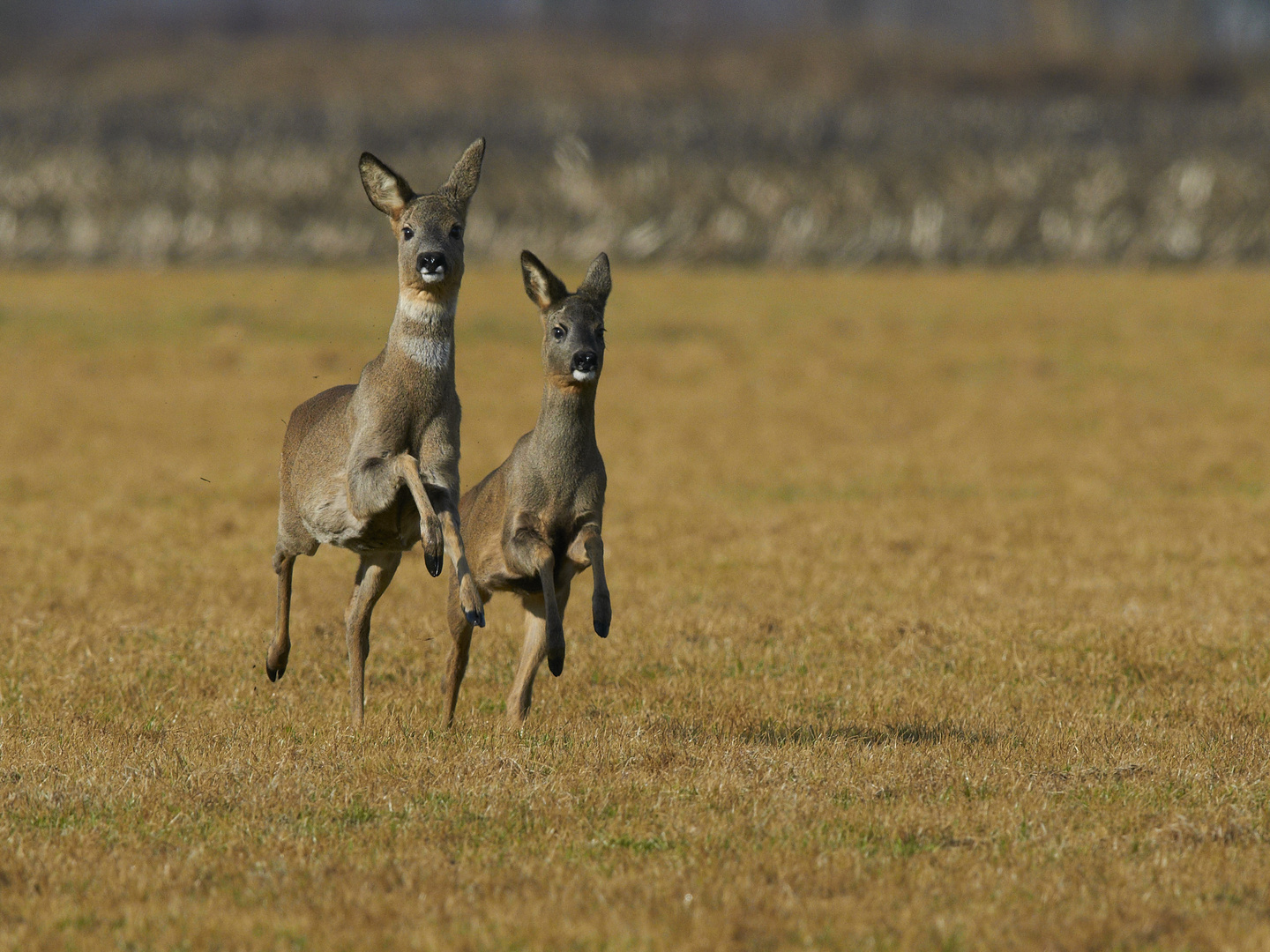 Synchronlaufen