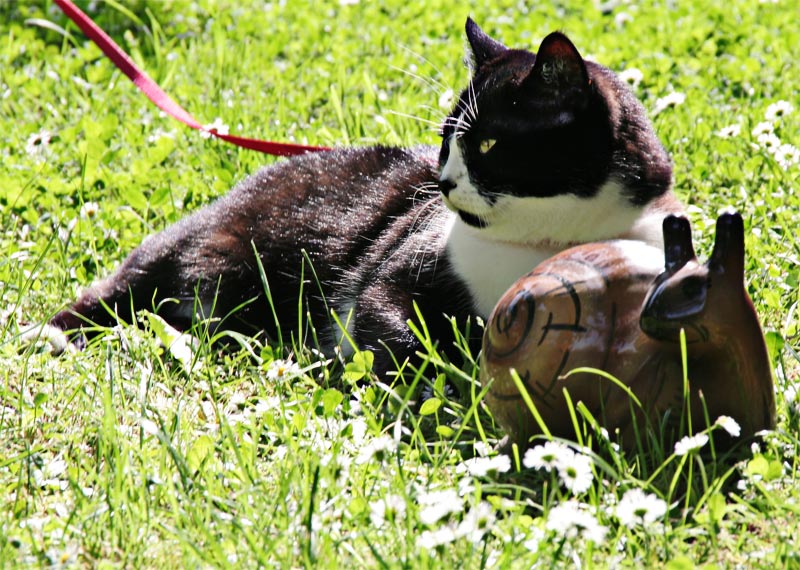 Synchronliegen - die neueste Sportart für Katzen!