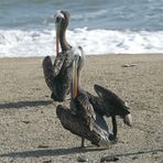 Synchronputzen am Strand von Valparaiso