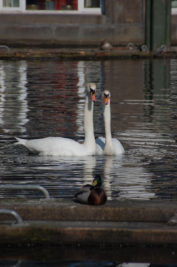 Synchronschauen