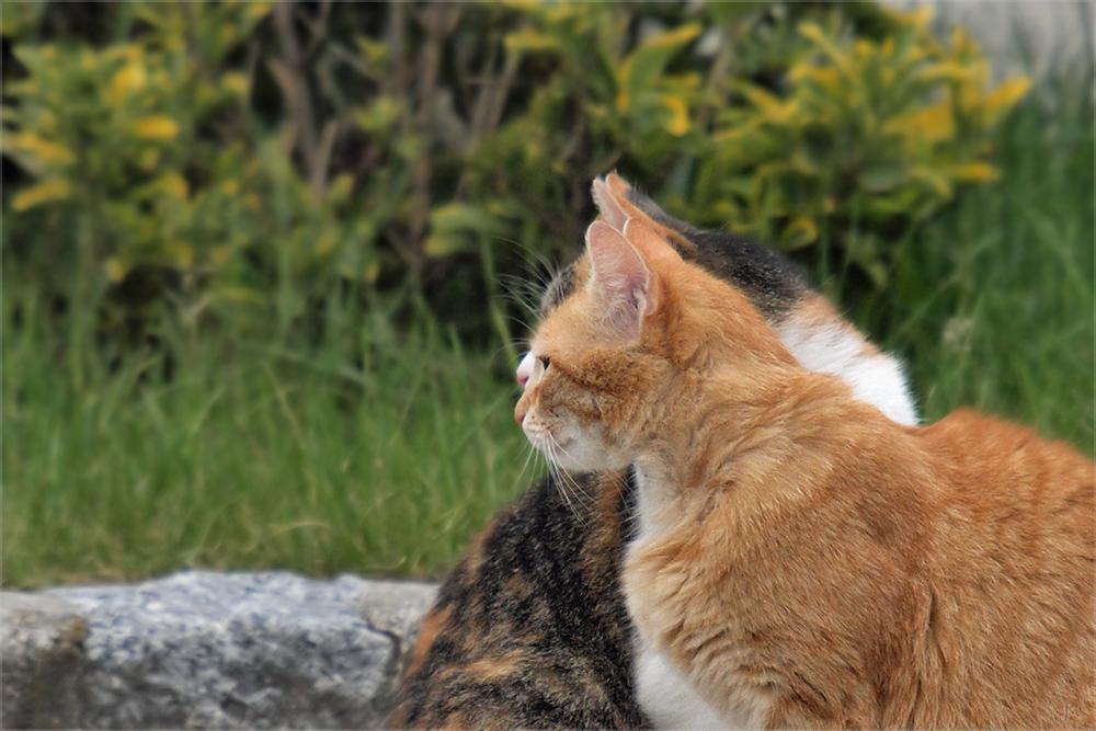 synchronschauen