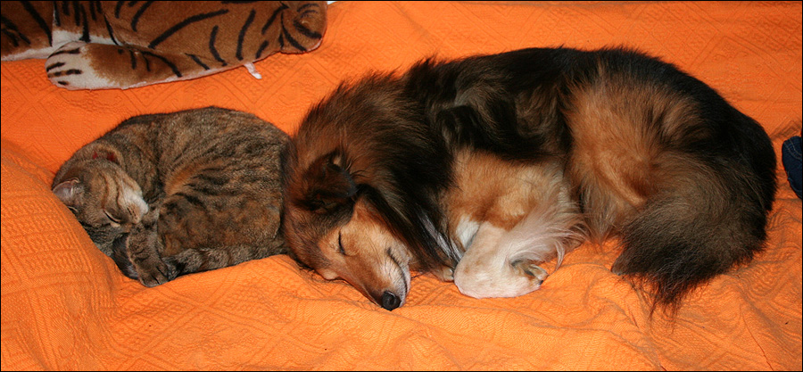 Synchronschlaf-Sheltie