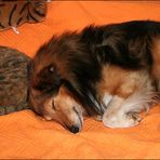 Synchronschlaf-Sheltie