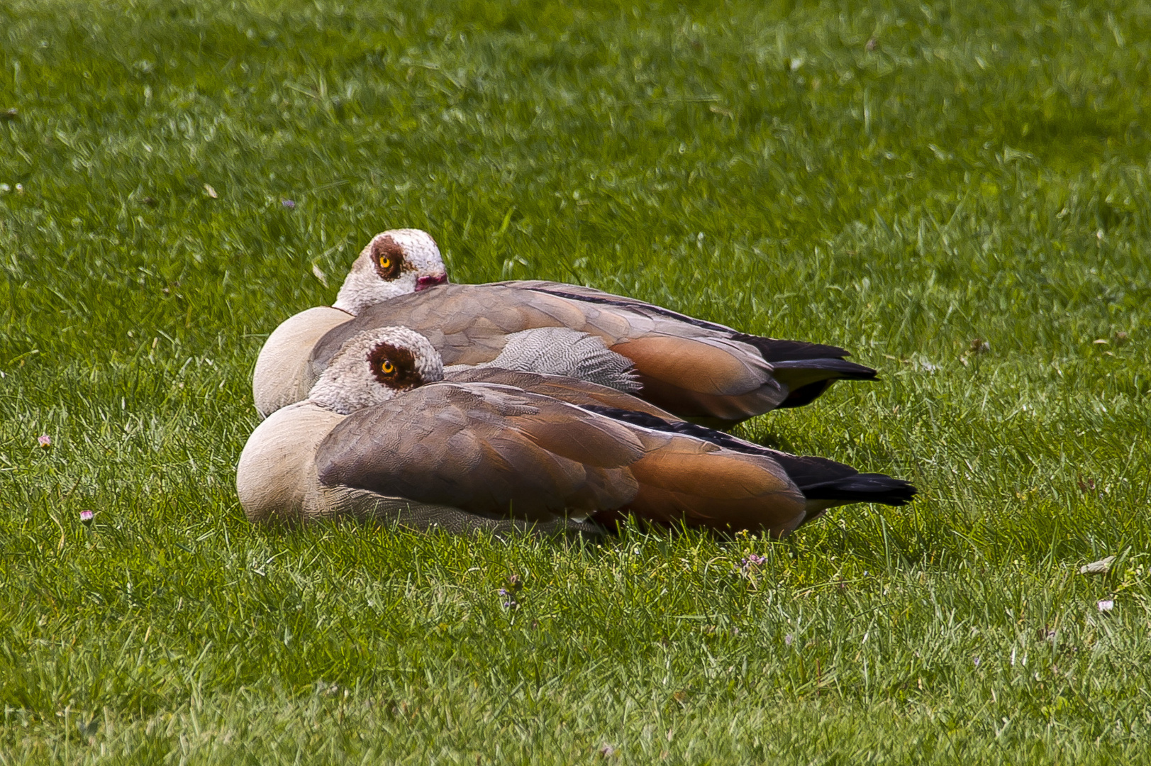 Synchronschlaf...oder