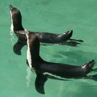 Synchronschwimm-Pinguine