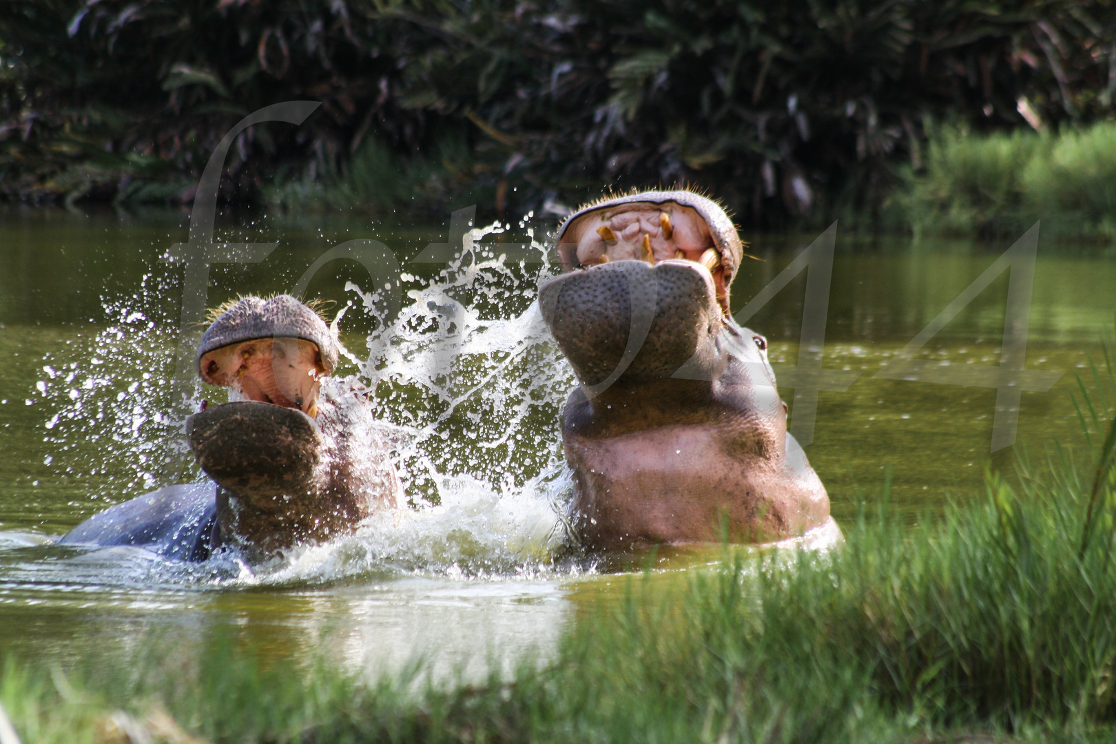 Synchronschwimmen