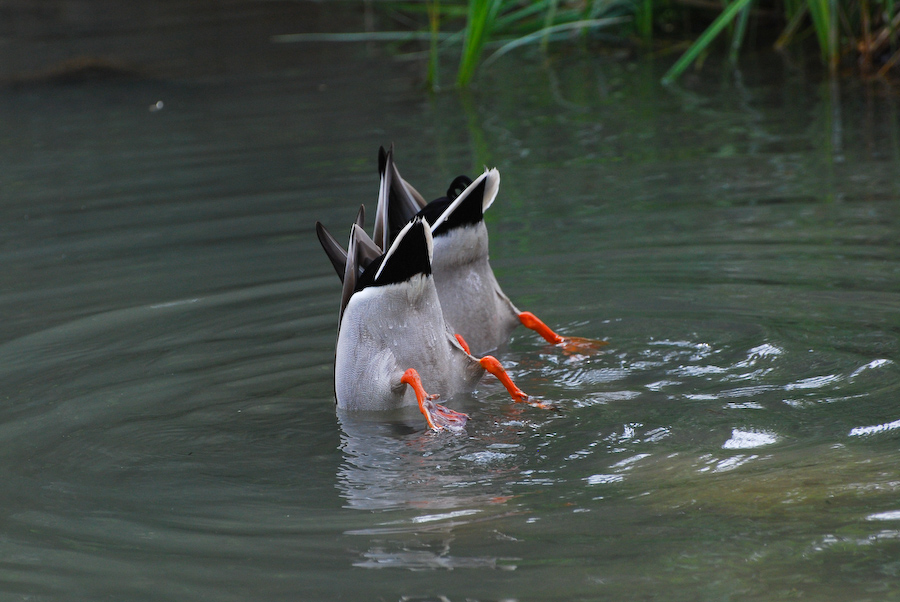 Synchronschwimmen