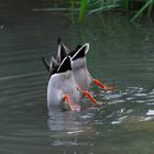 Synchronschwimmen