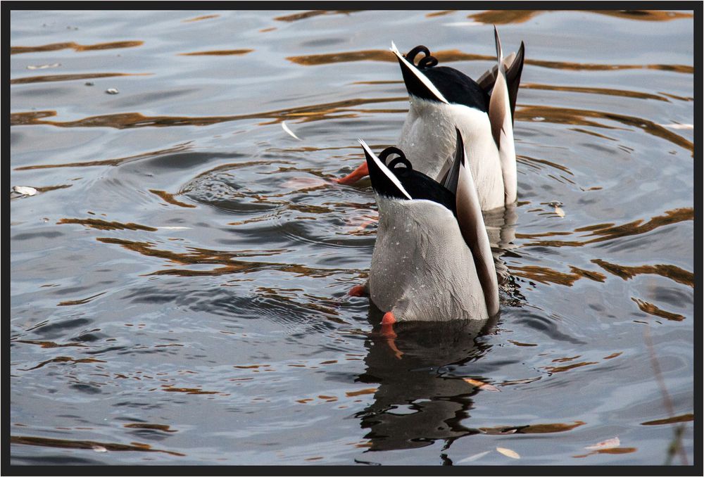 SYNCHRONSCHWIMMEN