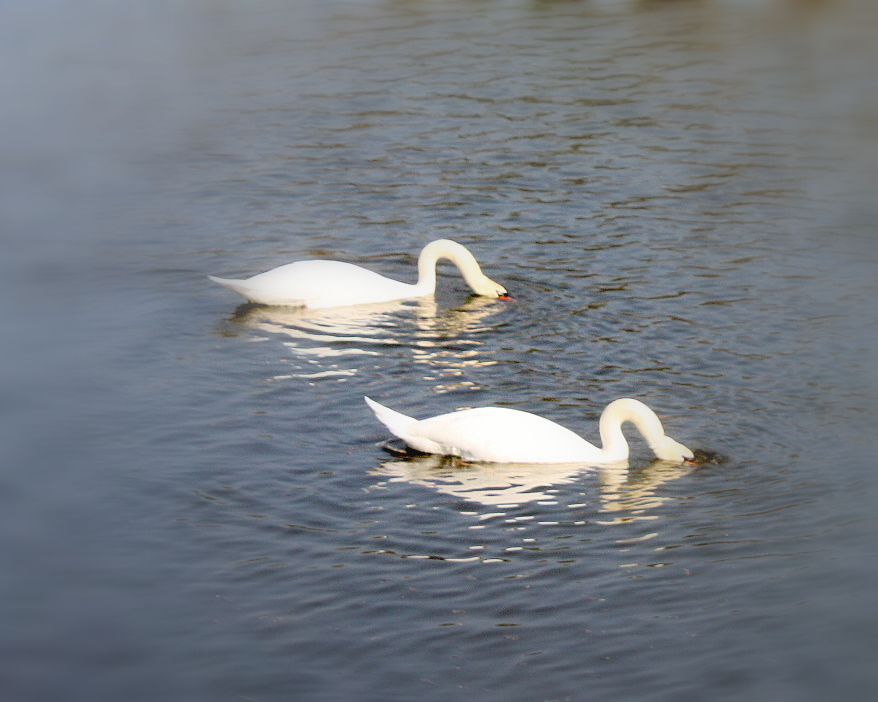 Synchronschwimmen