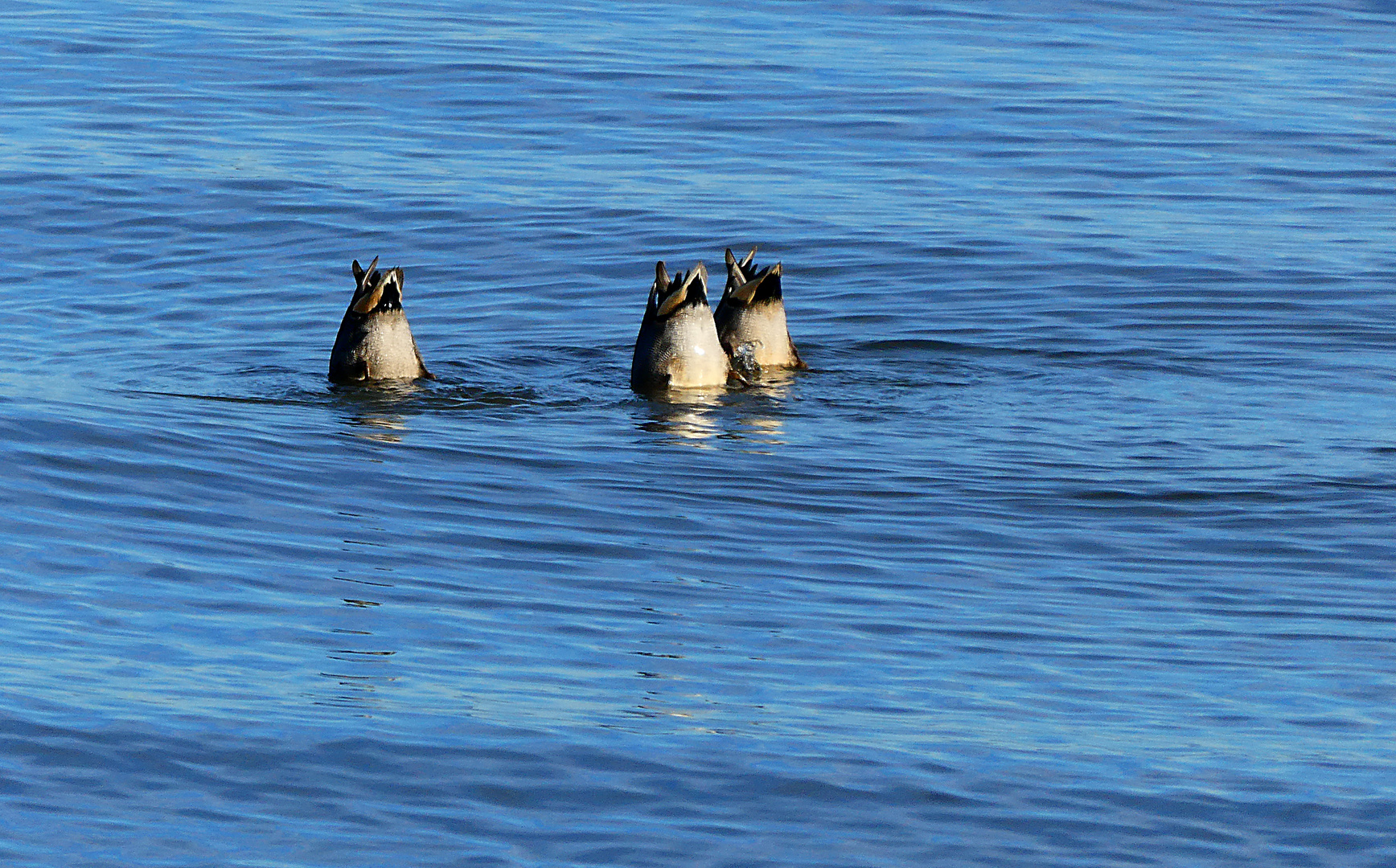 synchronschwimmen 2