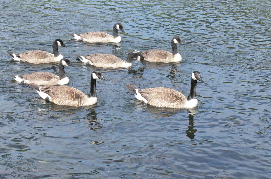 Synchronschwimmen