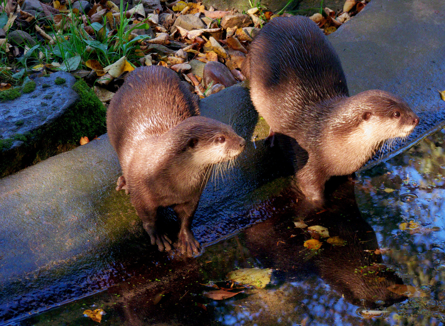 Synchronschwimmen