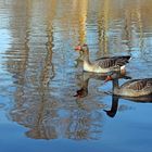 Synchronschwimmen