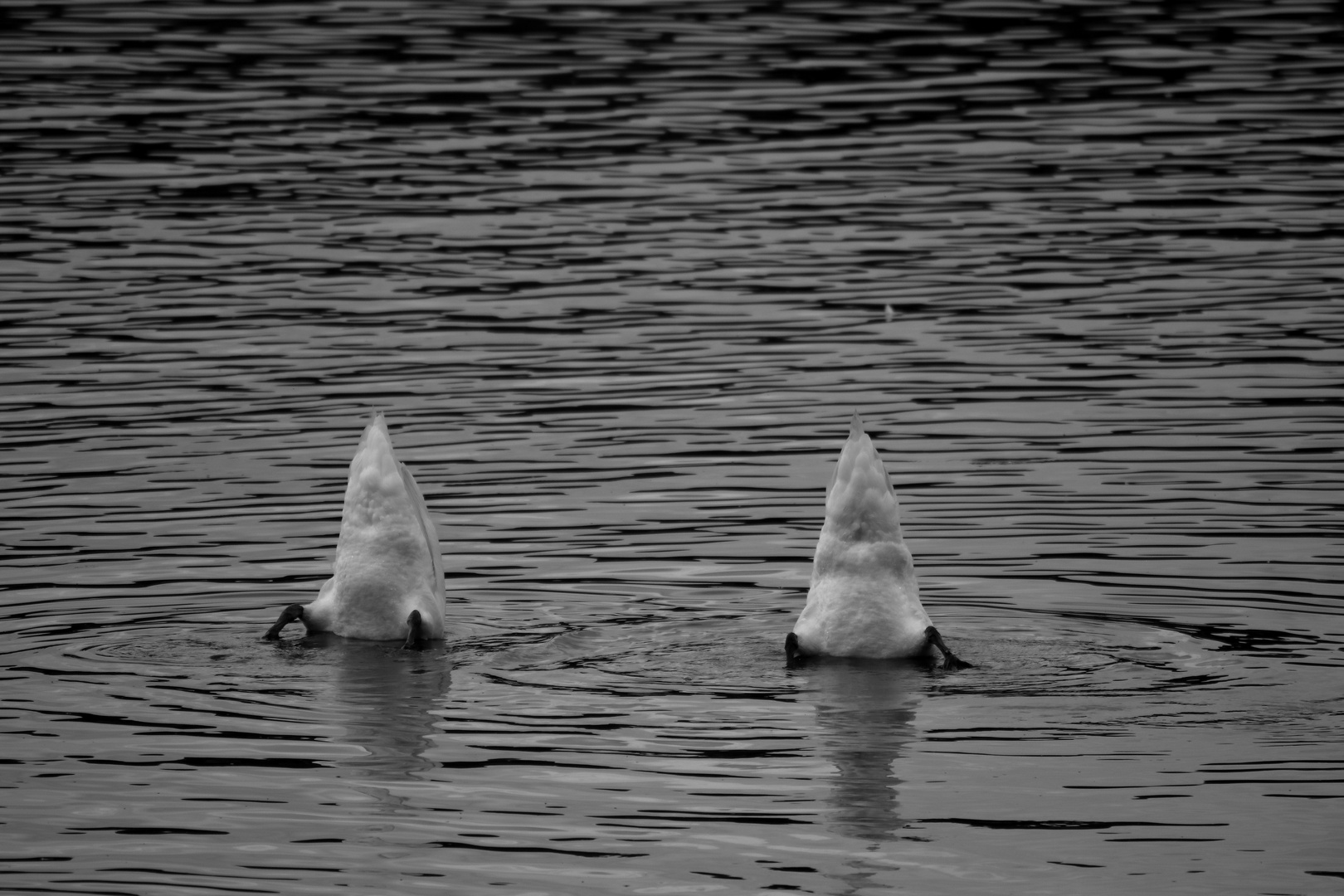 Synchronschwimmen