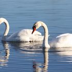 Synchronschwimmen