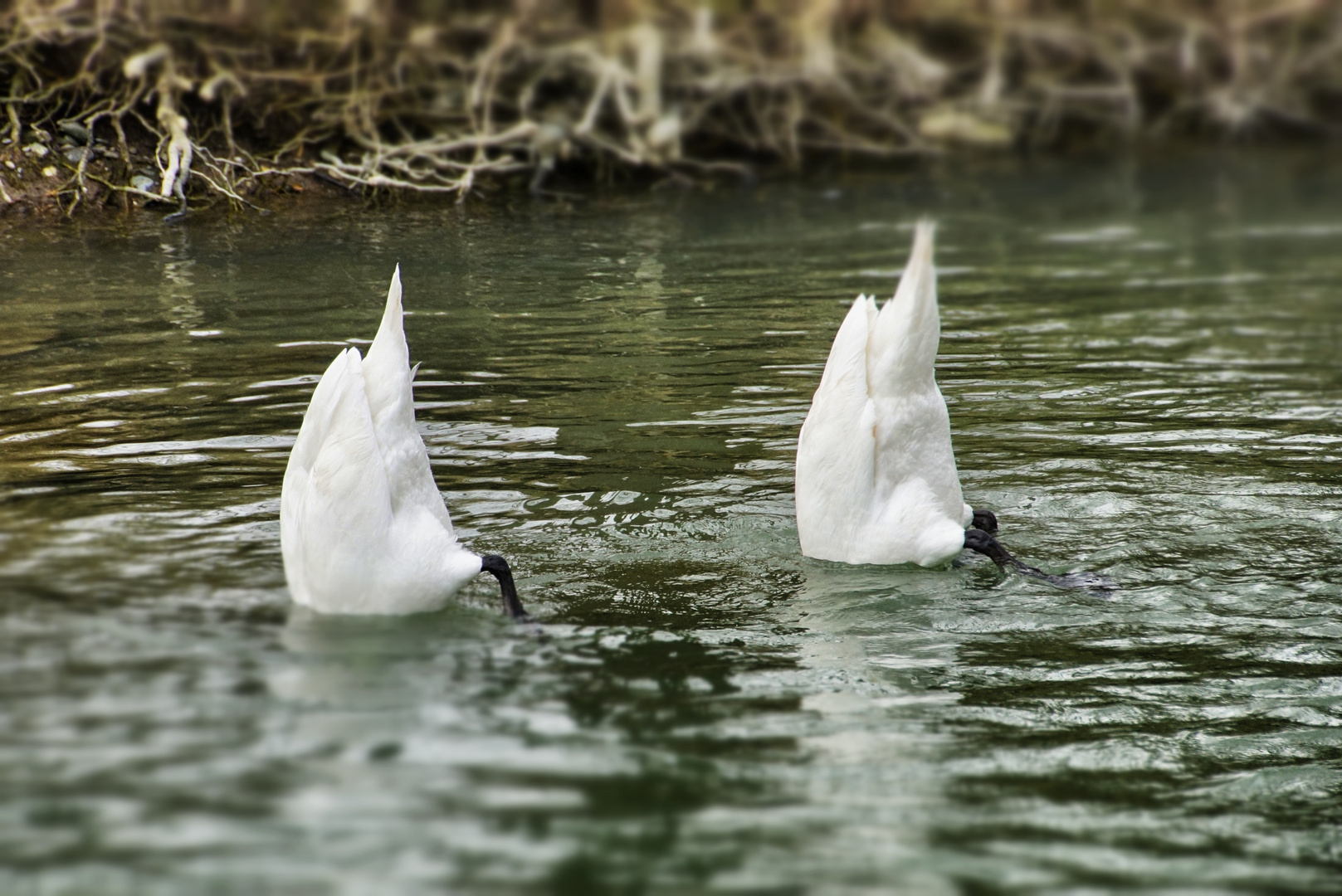 Synchronschwimmen