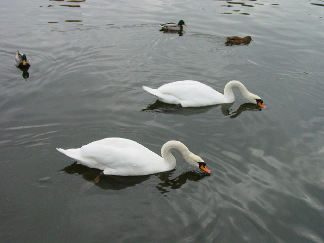 Synchronschwimmen