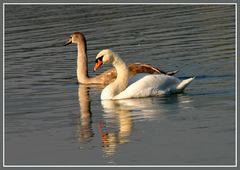 Synchronschwimmen