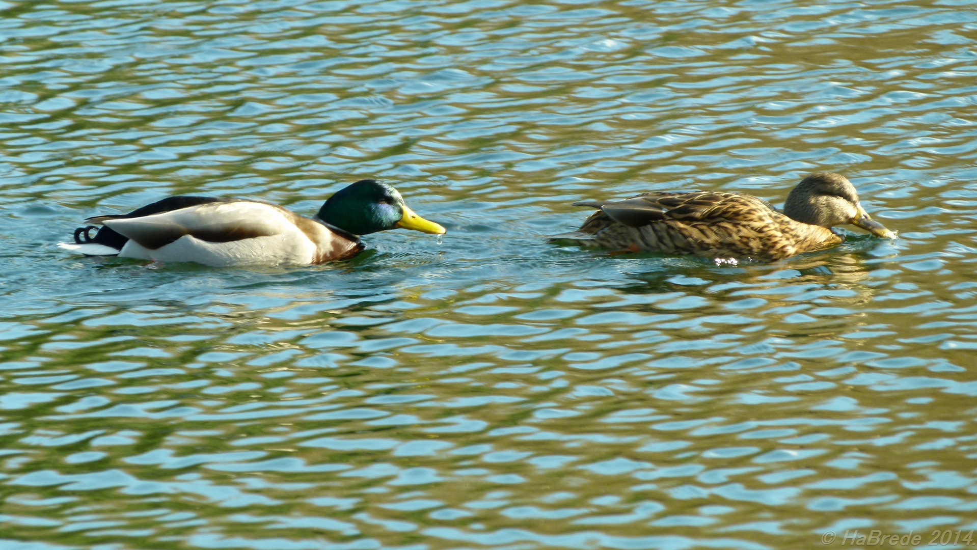 Synchronschwimmen