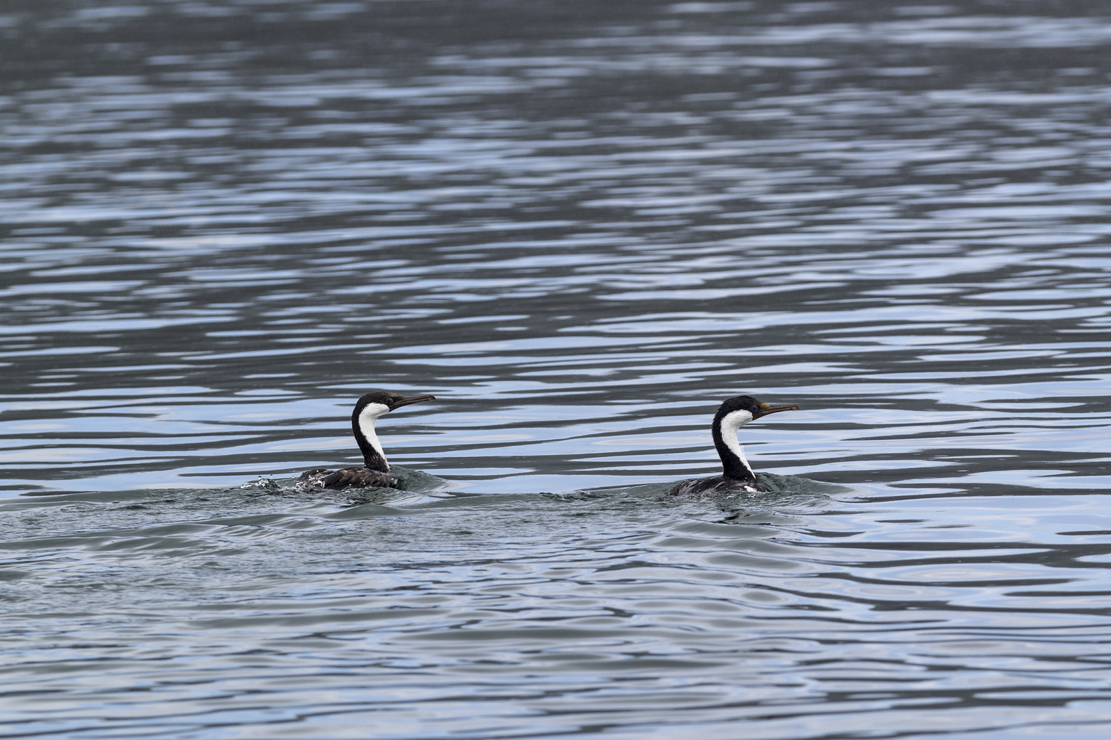 Synchronschwimmen