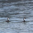 Synchronschwimmen