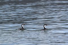 Synchronschwimmen