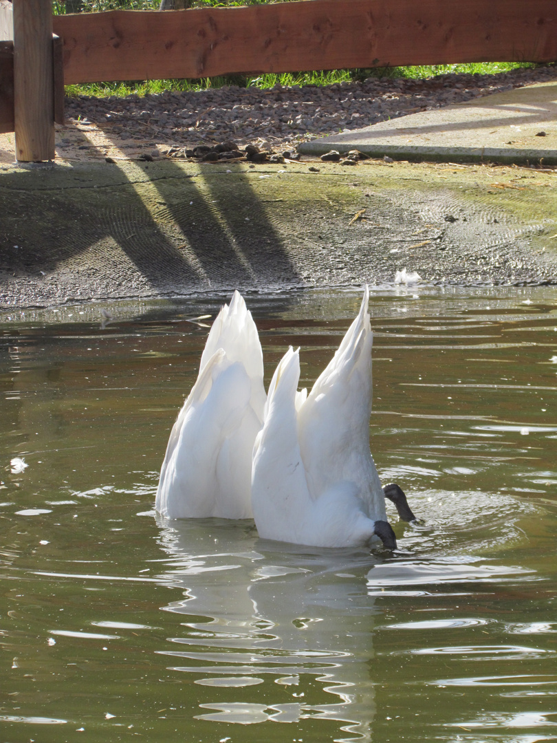 "Synchronschwimmen"