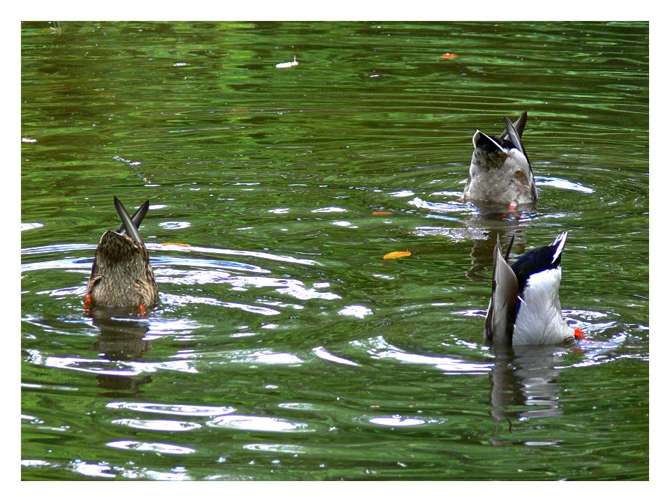 Synchronschwimmen