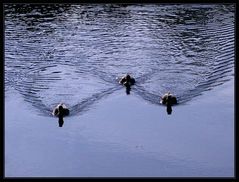 Synchronschwimmen